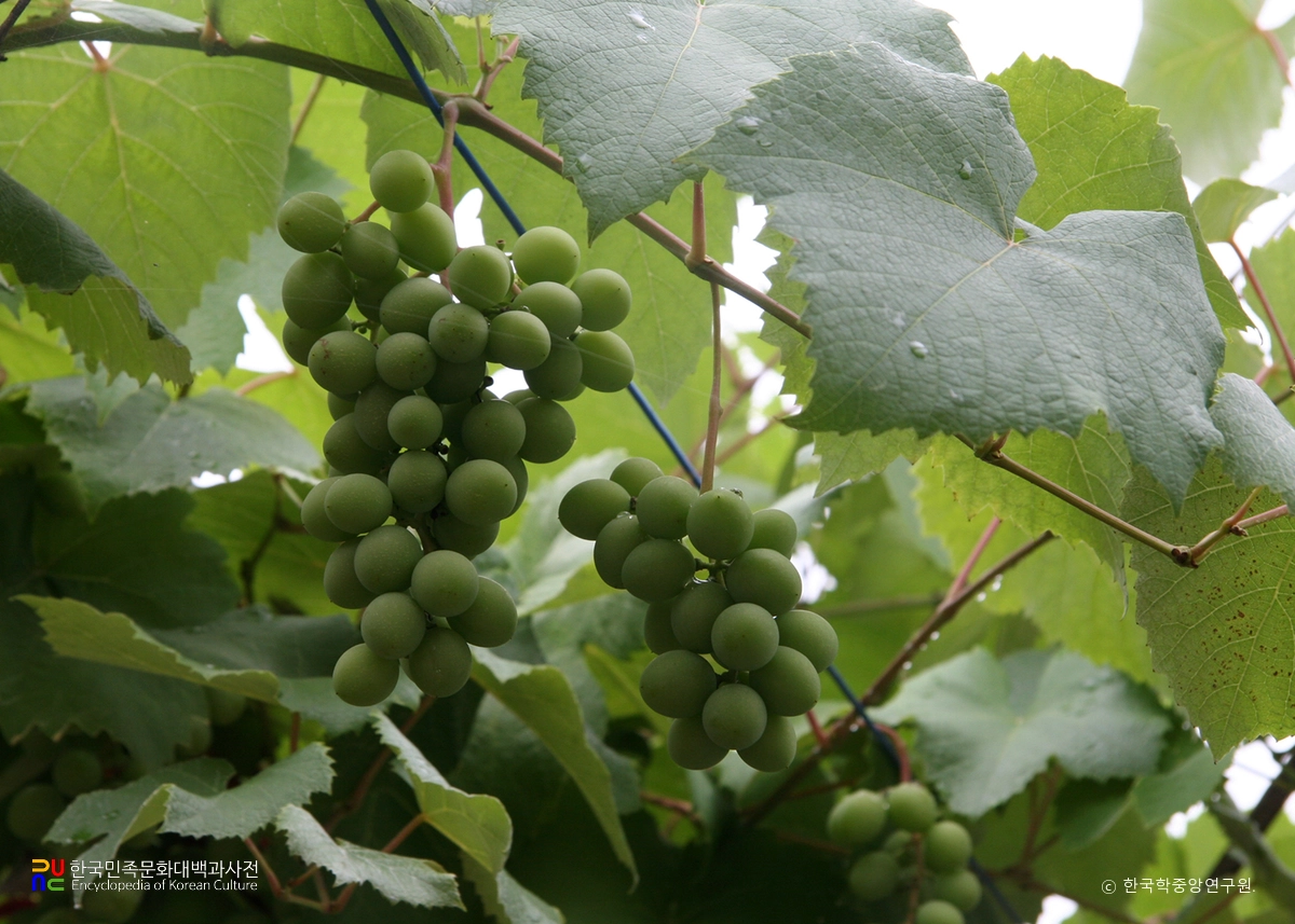 포도