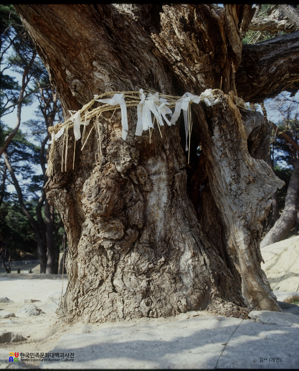 경주 동천동 당산목