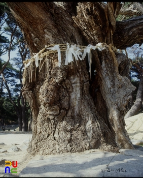 경주 동천동 당산목