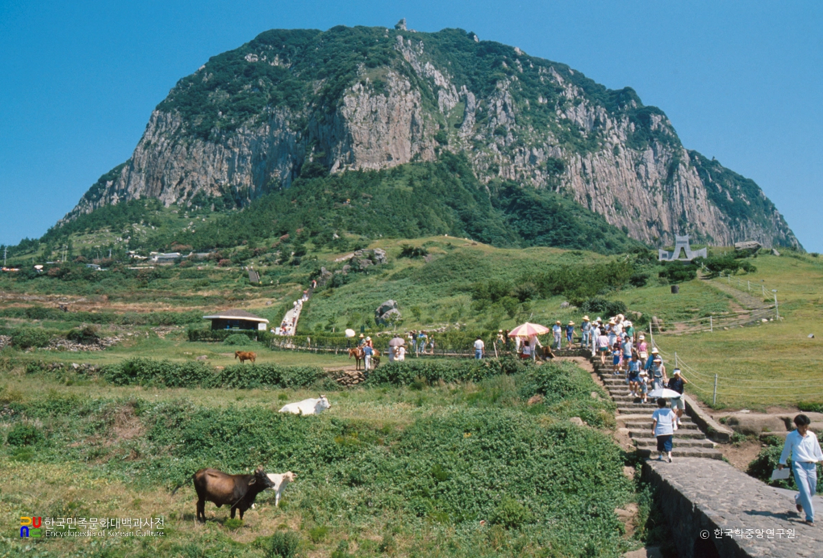 제주 산방산 암벽식물지대