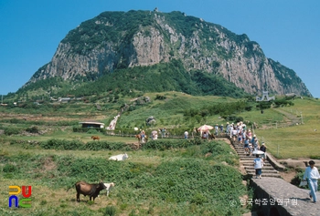 제주 산방산 암벽식물지대