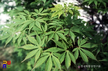단풍슬롯 머신 게임 어플