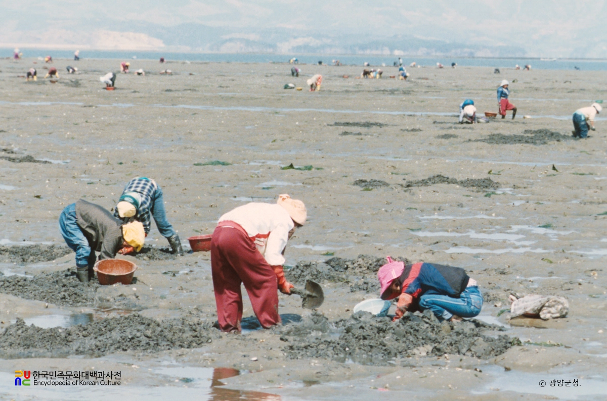 조개 캐는 모습