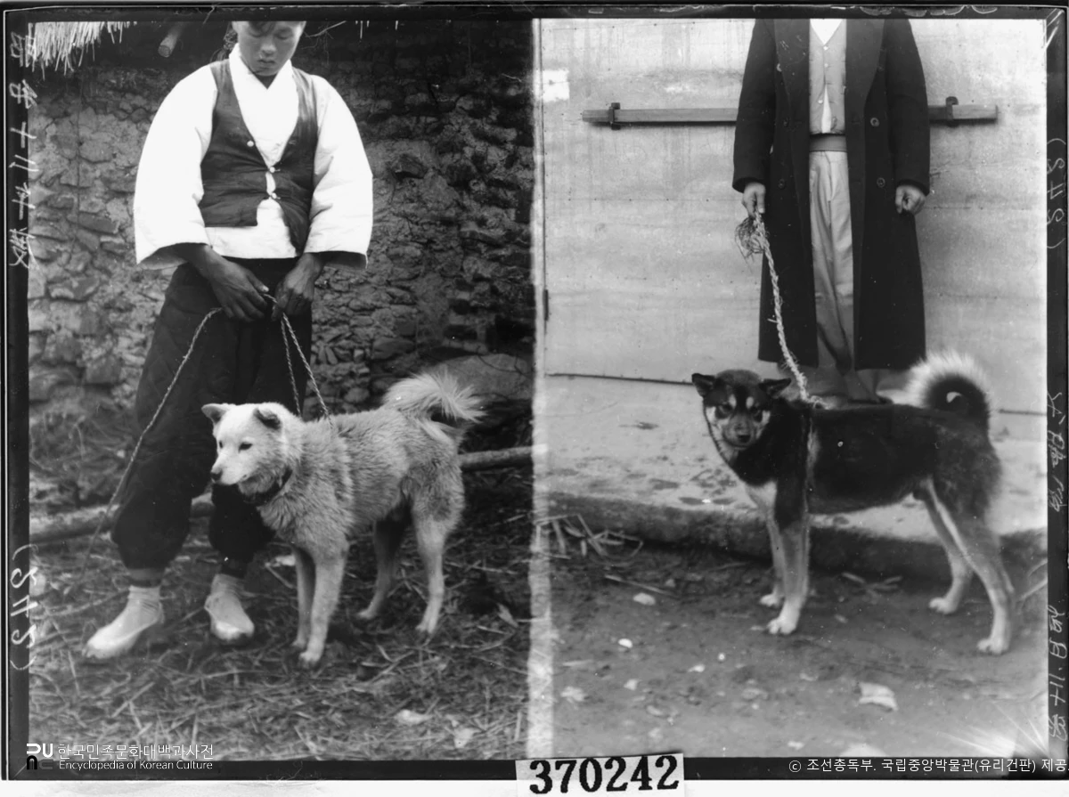국립중앙박물관 소장 유리건판　/　전남 진도 진돗개