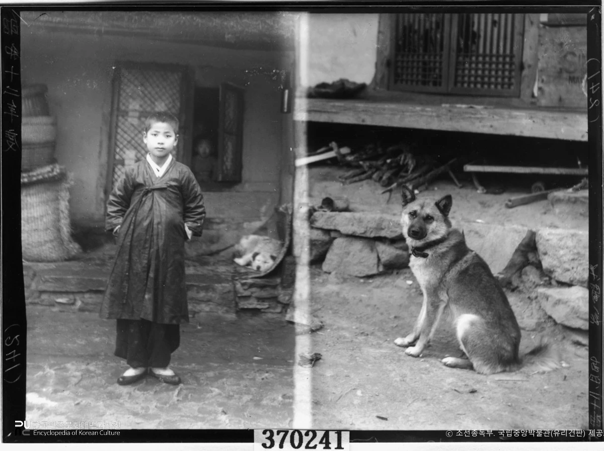 국립중앙박물관 소장 유리건판　/　전남 진도 진돗개