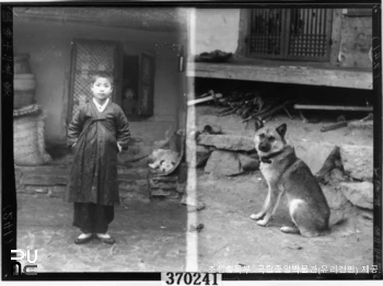 국립중앙박물관 소장 유리건판　/　전남 진도 진돗개