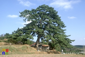 서천 신송리 곰솔