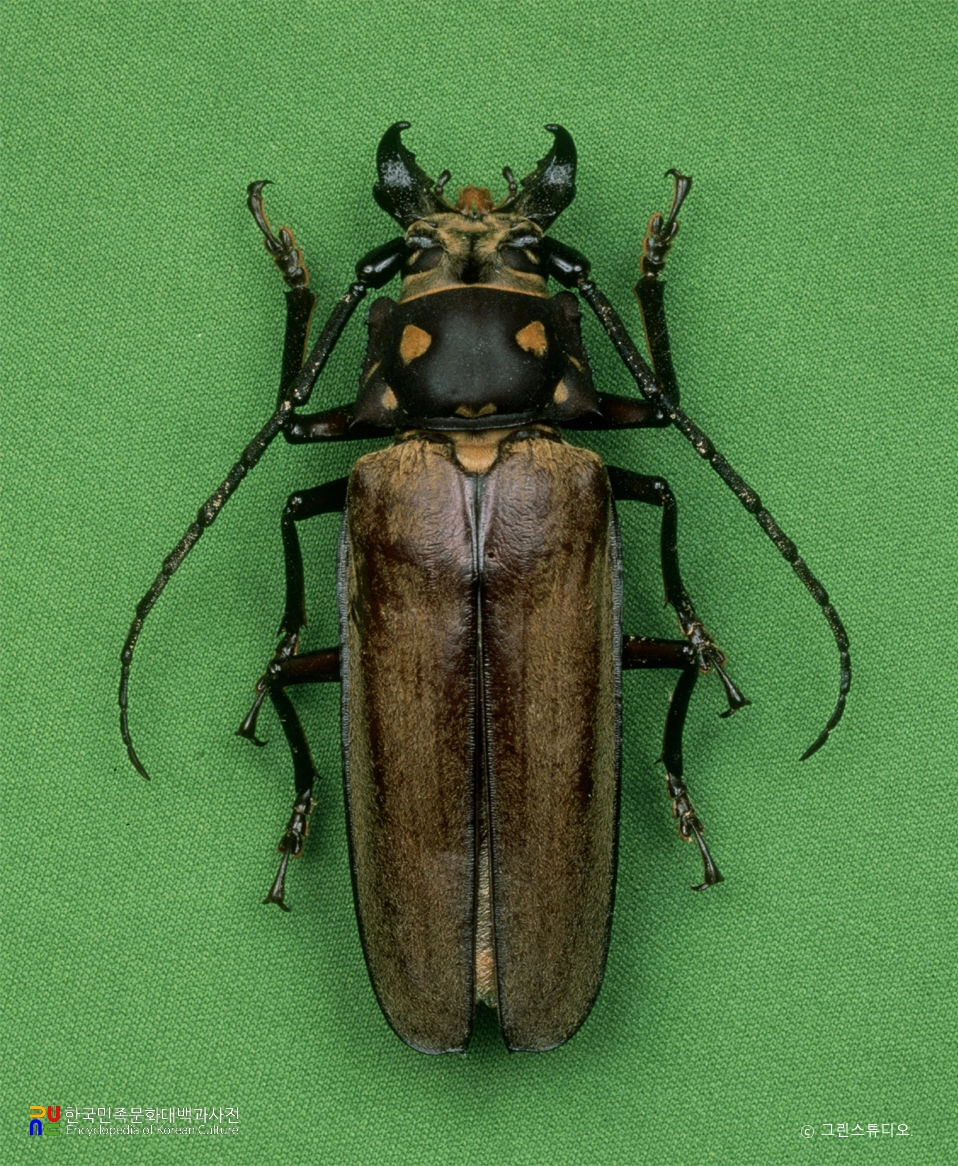 장수하늘소
