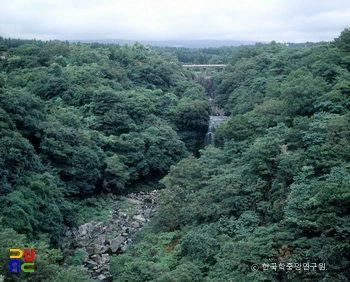 제주 천제연 난대림