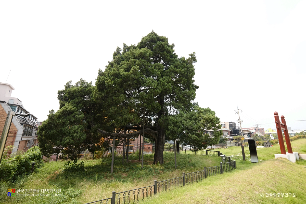 서울 선농단 향나무