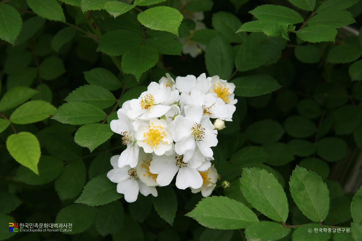 찔레꽃