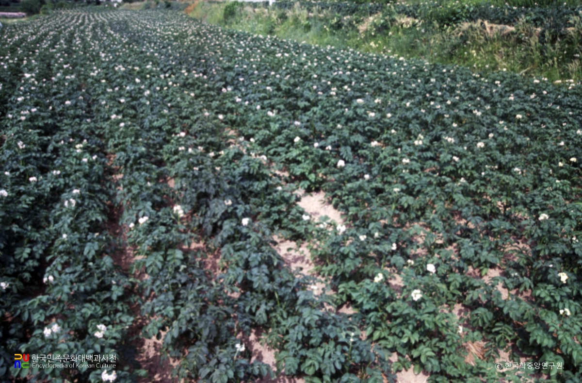 감자밭