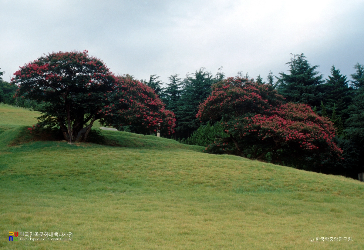 부산 양정동 배롱나무