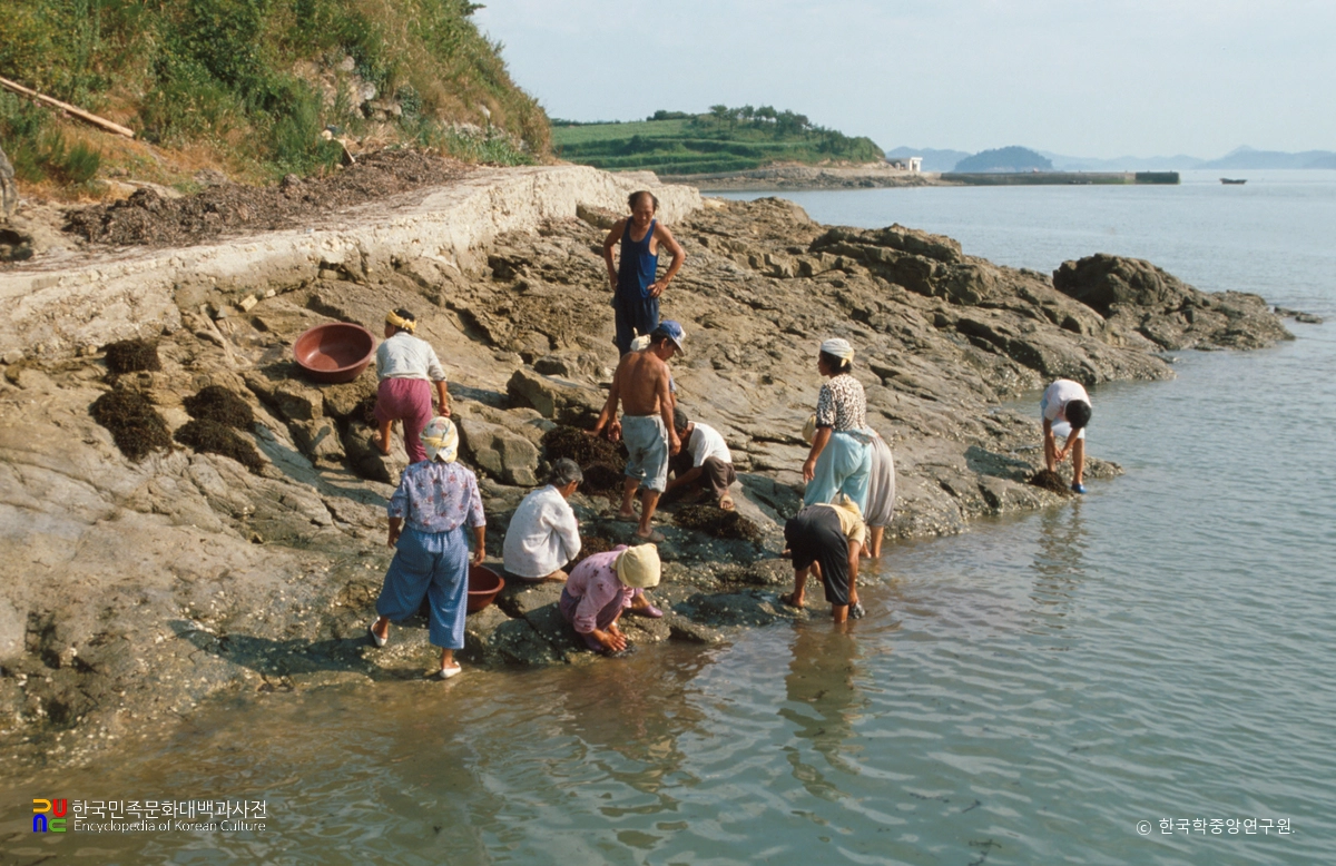 대마도 / 톳 채취