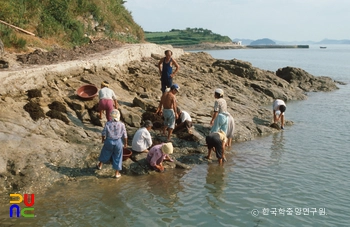 대마도 / 톳 채취