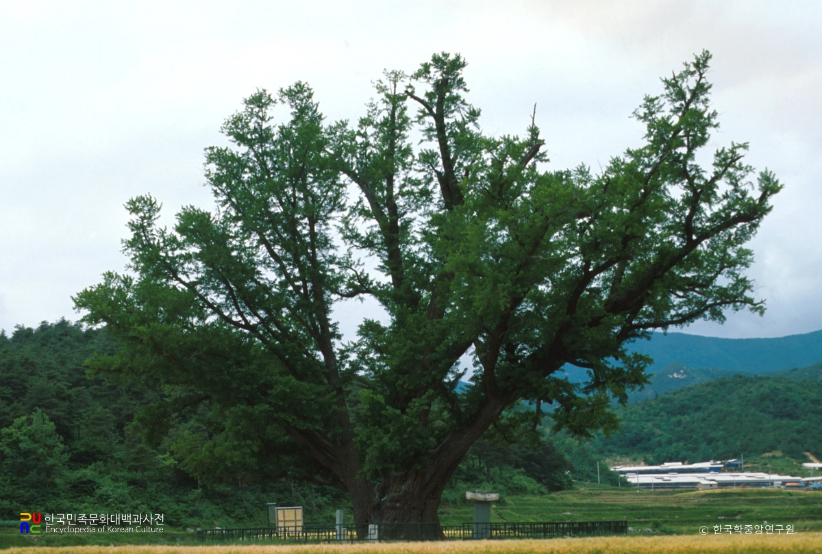 울주 구량리 은행나무