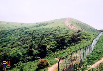 소백산 주목 군락