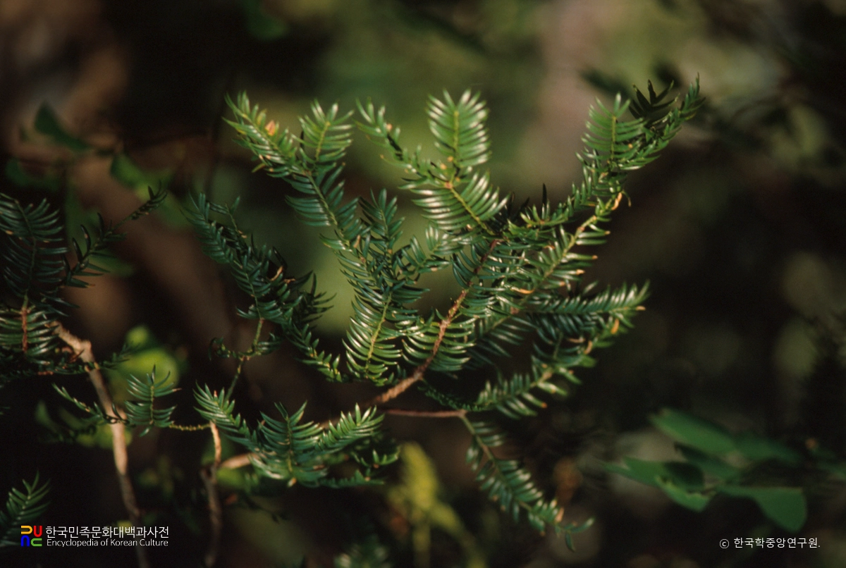 해남 녹우단 비자나무 숲