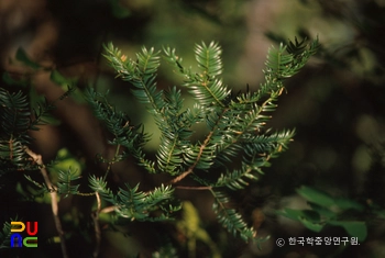 해남 녹우단 비자나무 숲