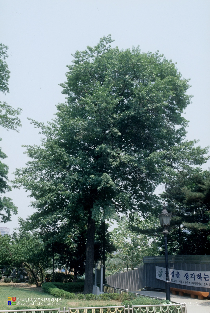 손기정 월계관 기념수