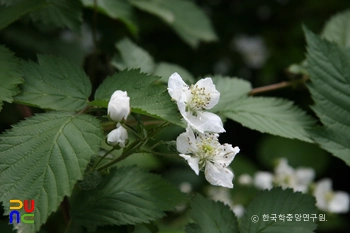 복분자딸기