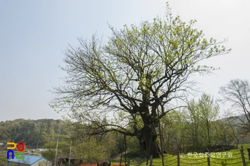 화성 전곡리 물푸레나무