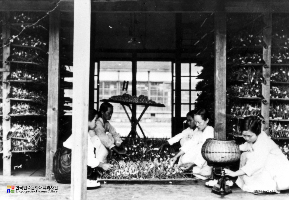 누에치기 / 씨누에용 고치따기 6