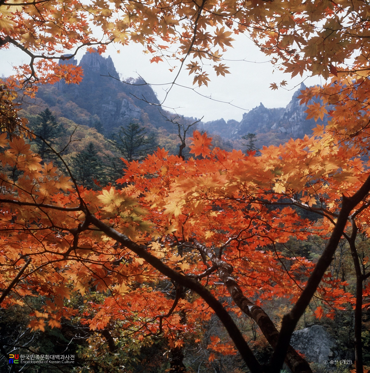 단풍 / 설악산