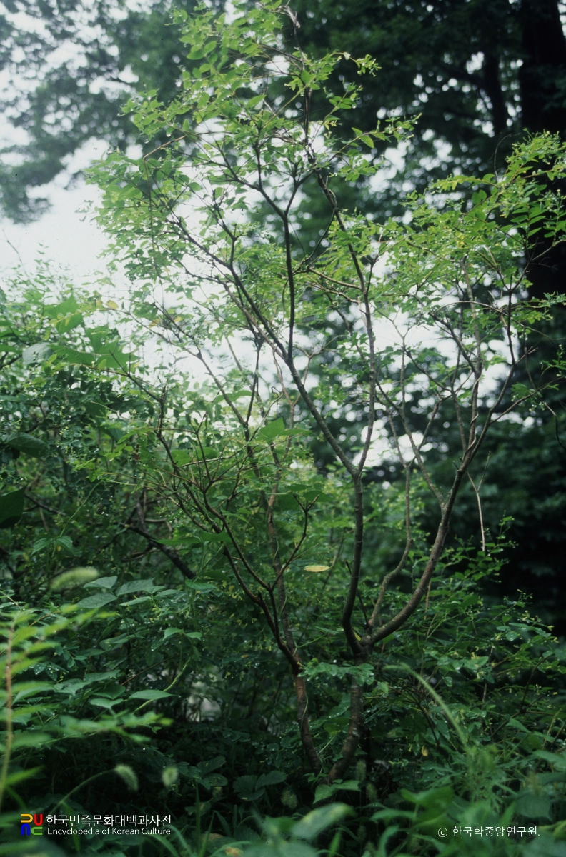 남해 화방사 산닥나무 자생지