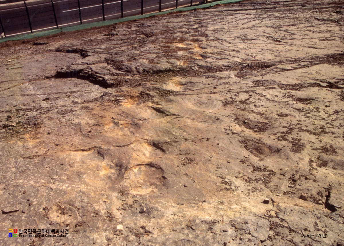 호계리 공룡발자국 화석