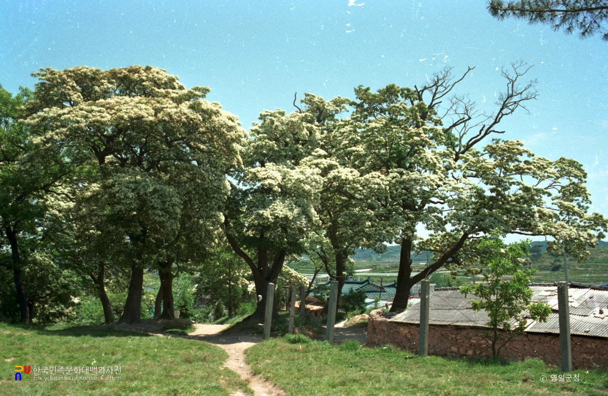 흥해 이팝나무 군락