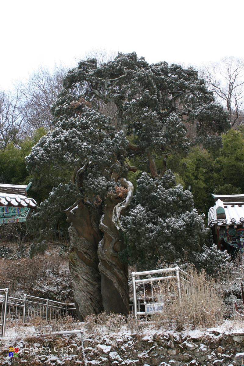 순천 송광사 천자암 쌍향수(곱향나무)