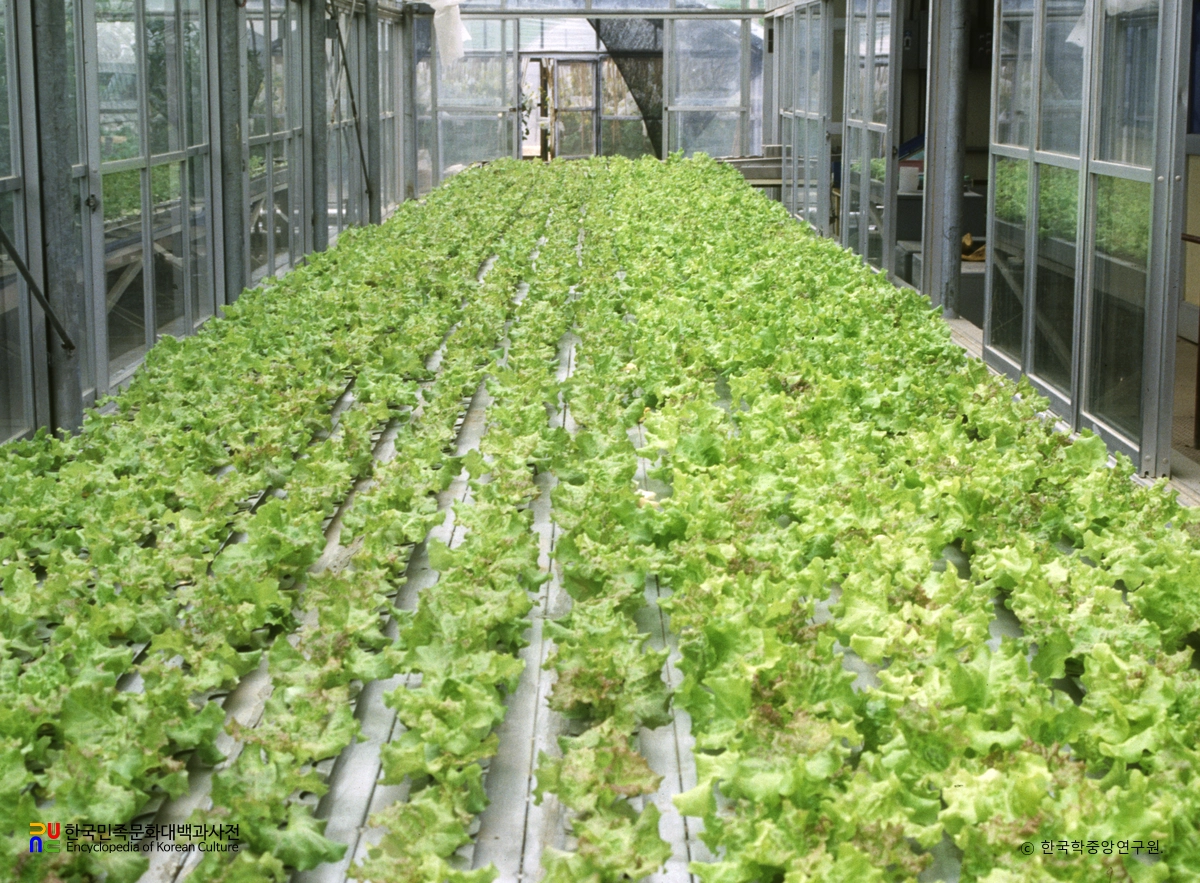상추 재배