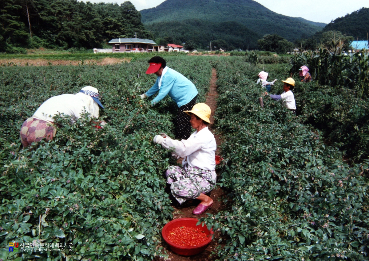 구기자 재배