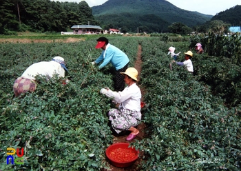 구기자 재배