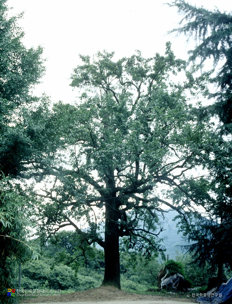 청도 상리 돌배나무