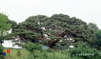 의령 성황리 소나무