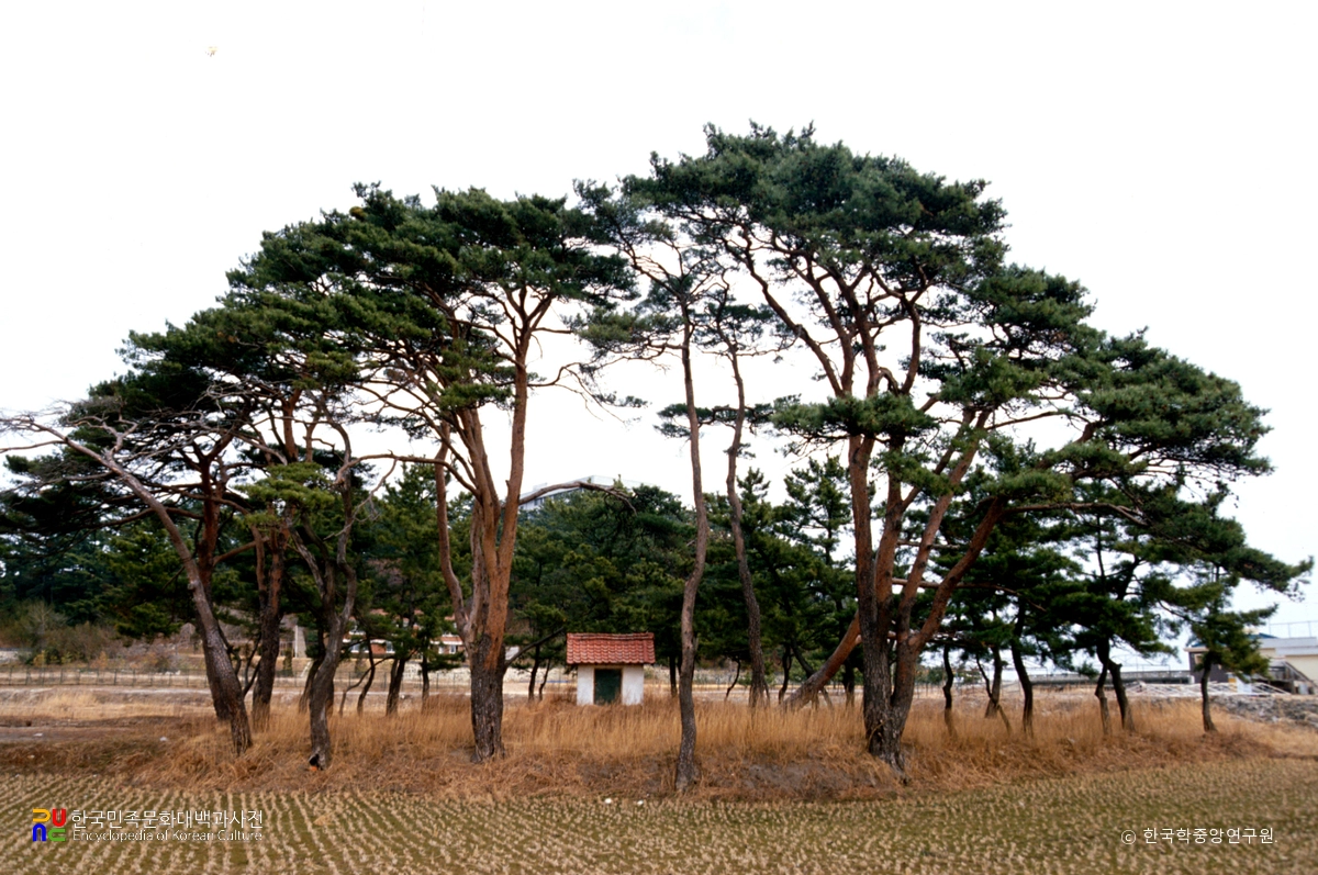 강릉 강문동 서낭당 중 남서낭당 전경