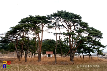 강릉 강문동 서낭당 중 남서낭당 전경