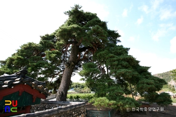 울진 행곡리 처진소나무