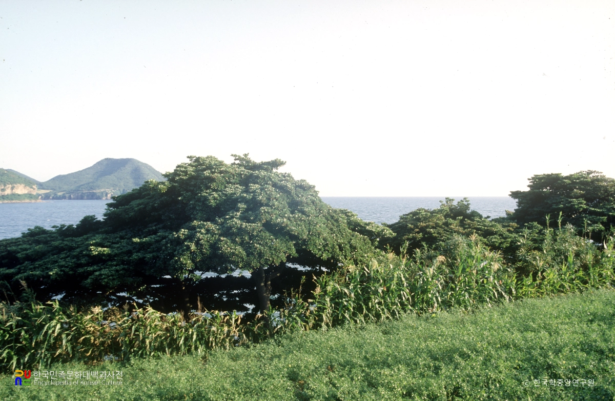 부안 격포리 후박나무 군락