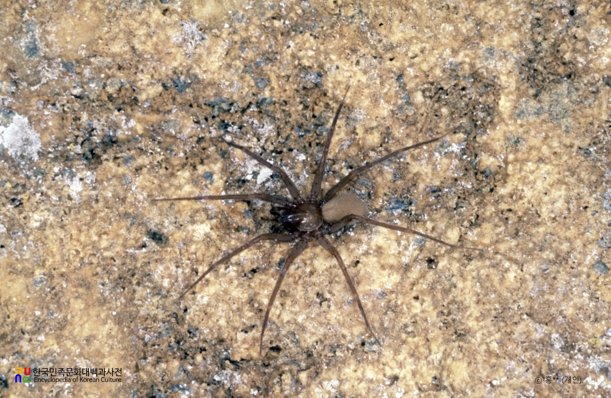 동굴거미