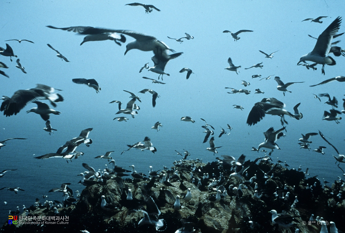 옹진 신도 노랑부리백로와 괭이갈매기 번식지