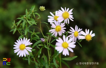 쑥부쟁이