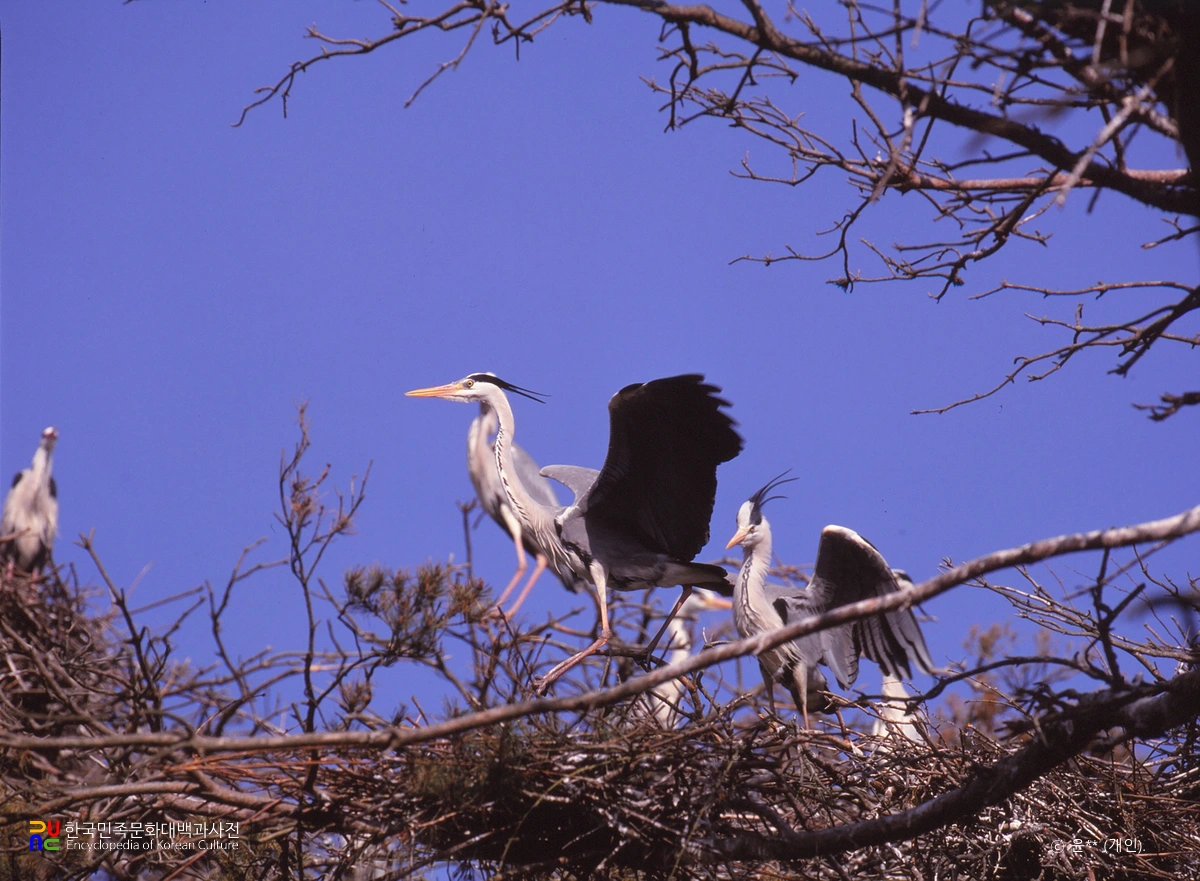 무안 용월리의 백로 및 왜가리 번식지