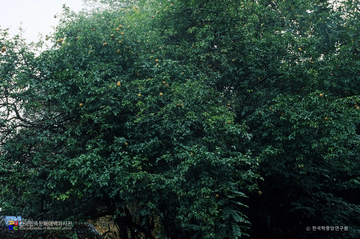 국우동 탱자나무