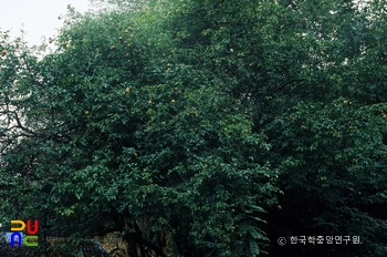 국우동 탱자나무