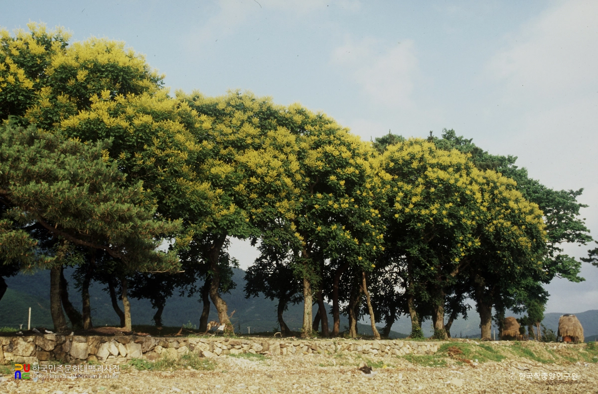거제 한내리 모감주나무군