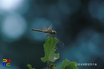 고추잠자리