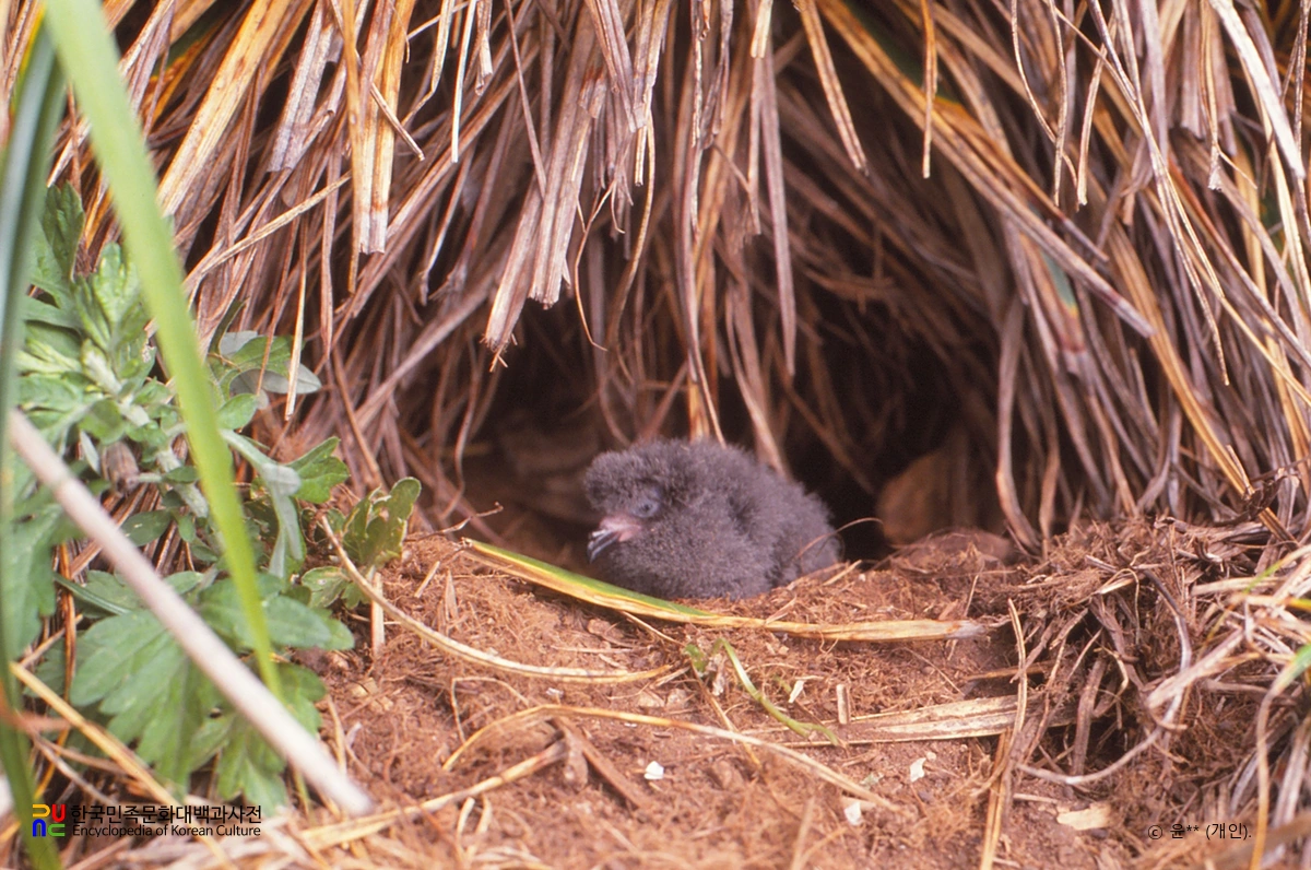 신안 구굴도 바닷새류(뿔쇠오리·바다제비·슴새) 번식지